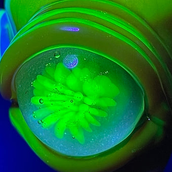 14mm red blacklight reactive slide set with tongue and horn